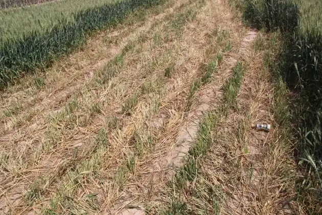 擎川輸送帶支持捍衛(wèi)糧食安全，對(duì)毀麥現(xiàn)象說不