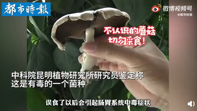 昆明一辦公室內(nèi)竟長出有毒蘑菇 昆明一辦公室內(nèi)竟長出有毒蘑菇